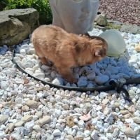 Chihuahuas petits gabarits poils longs #1