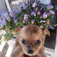 Chihuahuas petits gabarits poils longs