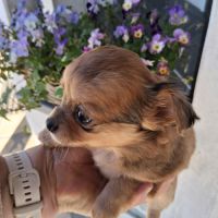 Chihuahuas petits gabarits poils longs