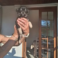 Chihuahuas petits gabarits poils longs #4