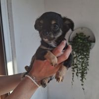Chihuahuas petits gabarits poils longs #5
