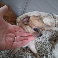 Chihuahuas femelles