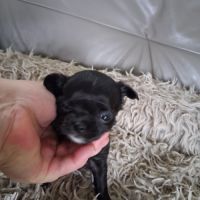 Chihuahuas femelles