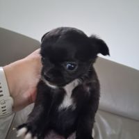Chihuahuas femelles #3
