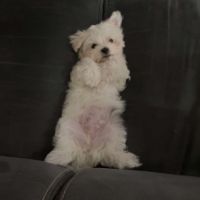 A réserver bichon maltais petit gabarit