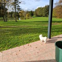 A réserver bichon maltais petit gabarit #2