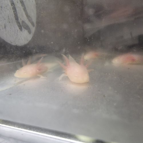 Axolotl juvénile albinos #1