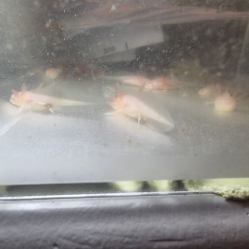 Axolotl juvénile albinos