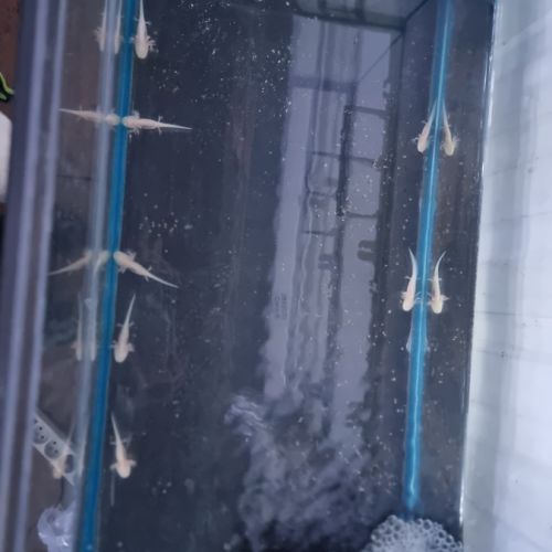 Axolotl juvénile albinos #3