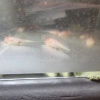 Axolotl juvénile albinos