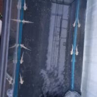 Axolotl juvénile albinos #3