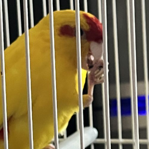 Recherche oiseau eam type perruche omnicolore