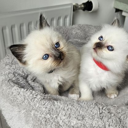 Chatons femelles et mâle birmans loof pour noël #2
