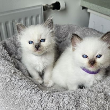 Chatons femelles et mâle birmans loof pour noël #4