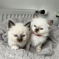 Chatons femelles et mâle birmans loof pour noël