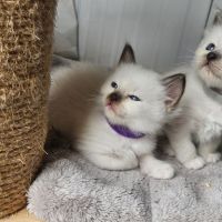 Chatons femelles et mâle birmans loof pour noël #3