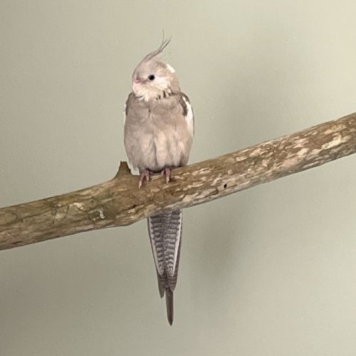 2 calopsittes avec grande cage #1