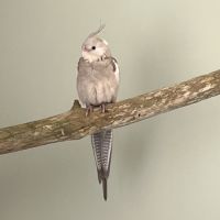 2 calopsittes avec grande cage #1