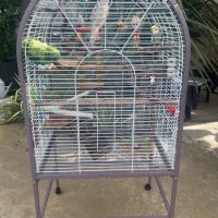 2 calopsittes avec grande cage #3