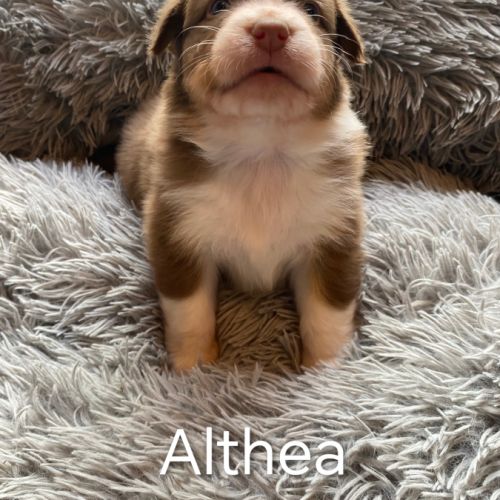 Chiots bergers australiens lof disponibles #1