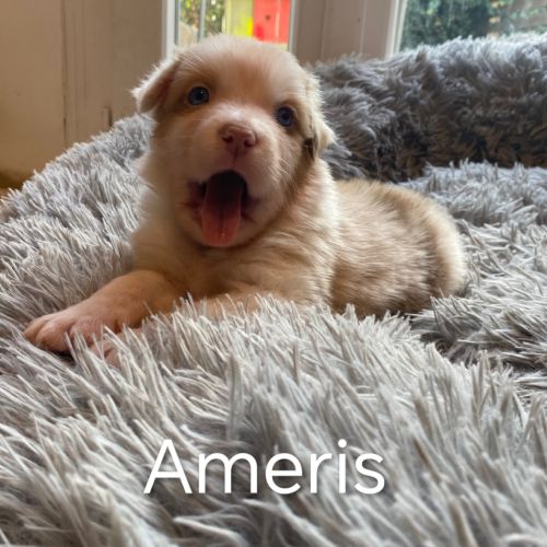 Chiots bergers australiens lof disponibles #2