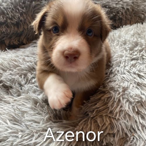 Chiots bergers australiens lof disponibles #3