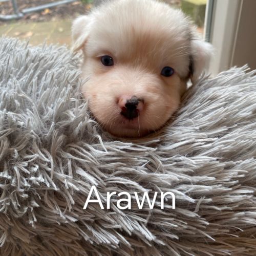 Chiots bergers australiens lof disponibles #4