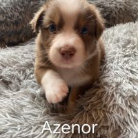 Chiots bergers australiens lof disponibles #3