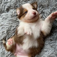 Chiots bergers australiens lof disponibles