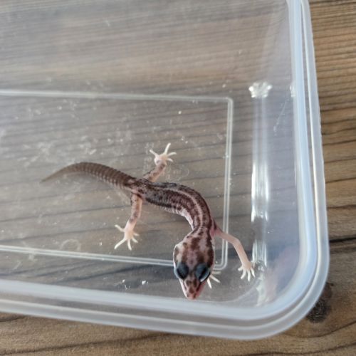 Gecko juvénile né le 30 septembre #1