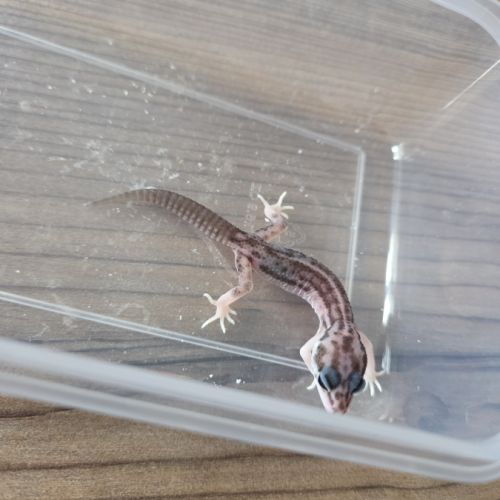 Gecko juvénile né le 30 septembre #2