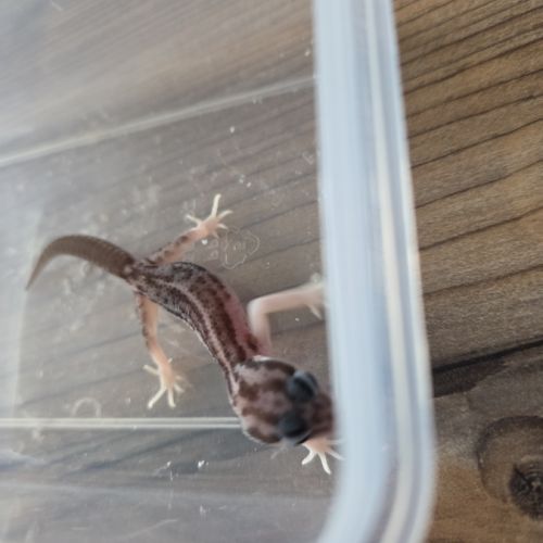 Gecko juvénile né le 30 septembre #3