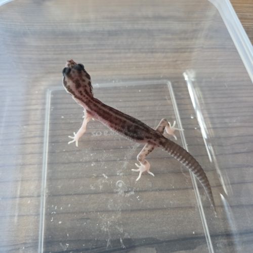 Gecko juvénile né le 30 septembre #4