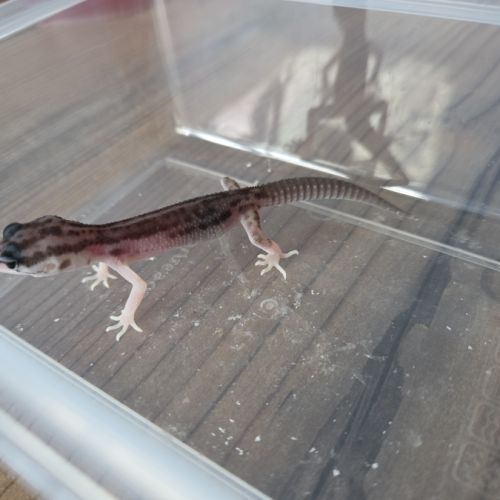 Gecko juvénile né le 30 septembre #5