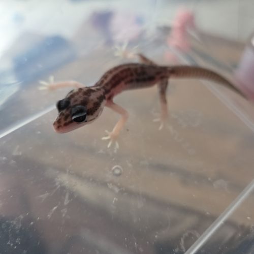 Gecko juvénile né le 30 septembre #7