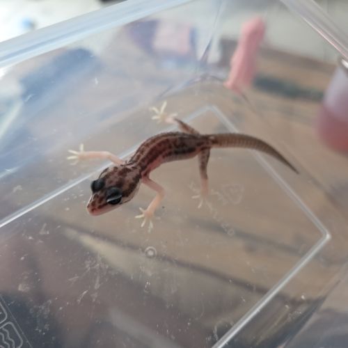 Gecko juvénile né le 30 septembre