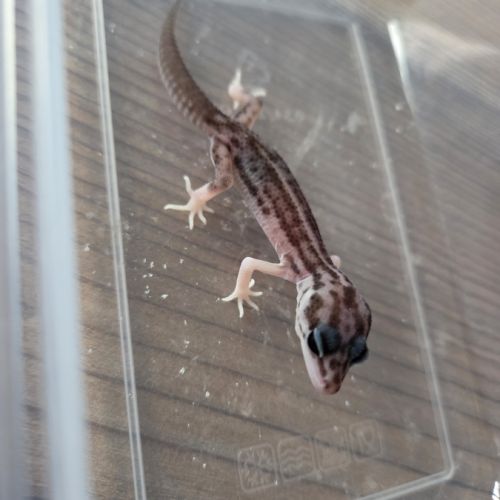 Gecko juvénile né le 30 septembre #9