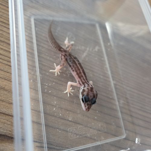 Gecko juvénile né le 30 septembre #10