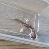 Gecko juvénile né le 30 septembre #2