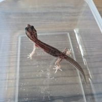 Gecko juvénile né le 30 septembre #4