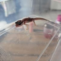Gecko juvénile né le 30 septembre #6