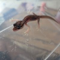 Gecko juvénile né le 30 septembre #7