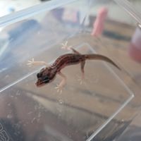 Gecko juvénile né le 30 septembre