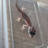 Gecko juvénile né le 30 septembre #9