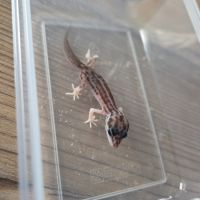 Gecko juvénile né le 30 septembre #10