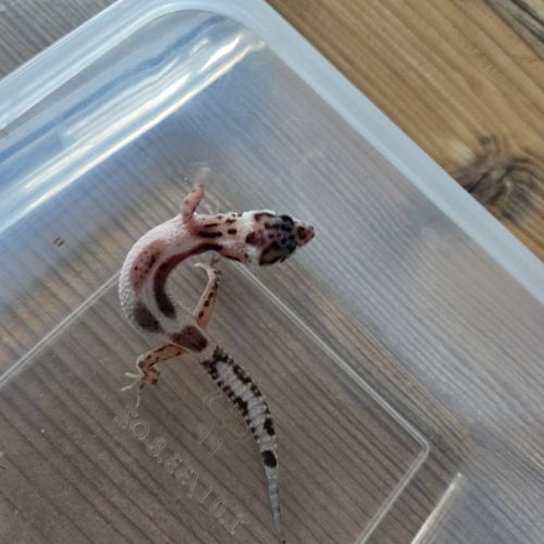Gecko léopard juvenile né le 25 septembre #1