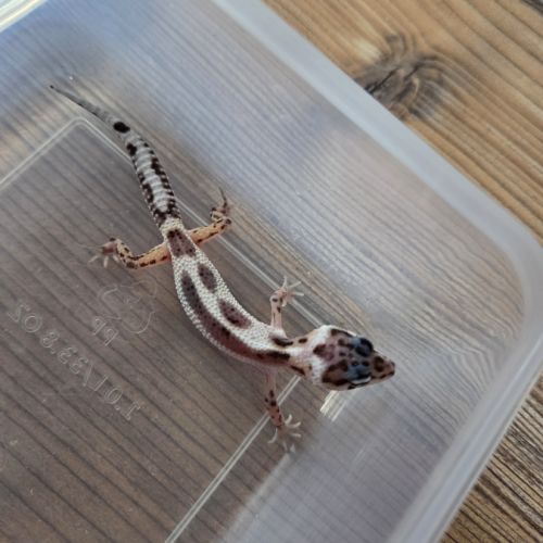 Gecko léopard juvenile né le 25 septembre #2