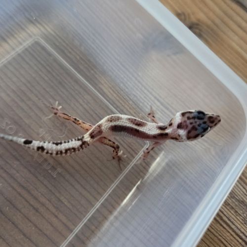 Gecko léopard juvenile né le 25 septembre #3