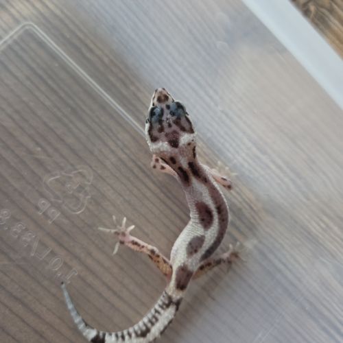 Gecko léopard juvenile né le 25 septembre