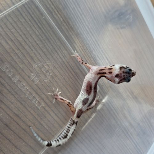 Gecko léopard juvenile né le 25 septembre #5